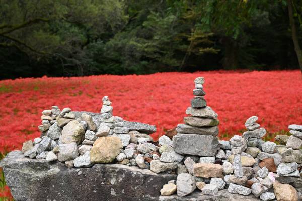 꽃무릇은 절에서 많이 재배해왔습니다. 불공을 드리러 오는 죽은 사람을 그리워하는 추모의 의미로 생각해서인지 꽃말이 ‘슬픈추억’ 입니다.