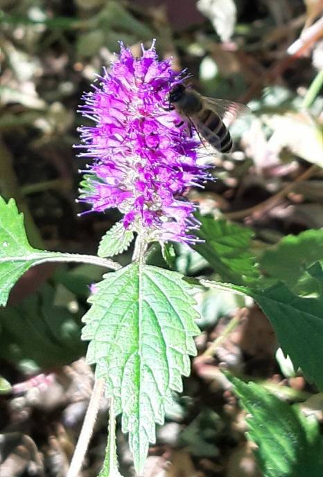꽃향유는 꽃이 아름답고 잎과 줄기에 향기샘이 발달해 있고, 꽃에는 꿀샘이 있어  곤충들이 좋아하는 소문난 밀원(蜜源)식물이다. 서울 안산의  꽃향유 2020년 10월 17일