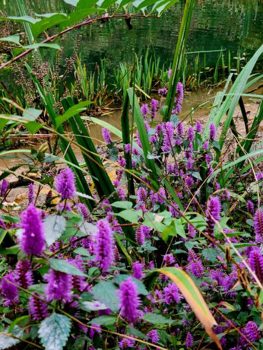 꽃향유는 한해살이 풀이지만 씨가 잘 발아해 여러해살이 풀이란 착각을 일으킨다. 서울 안산 연못가에 무리지어 핀 꽃향유 군락. 2022년 10월 16일