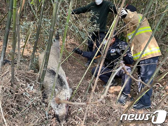 전남 여수소방서 소방관들이 도심 인근 야산에 나타난 멧돼지를 포획하고 있다.(여수소방서 제공)/뉴스1 ⓒ News1