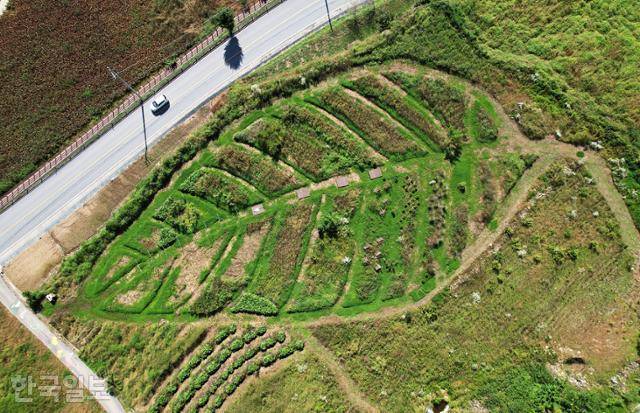 영월 상동읍 밭멍스테이에서 가꾸는 나뭇잎 농장. 갖가지 허브식물이 잡초처럼 보여 '농사가 장난이냐'라는 지적을 많이 받는다고 한다.