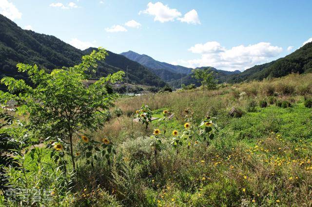 밭멍스테이의 나뭇잎 농장은 잡초가 무성한 풀밭처럼 보인다.