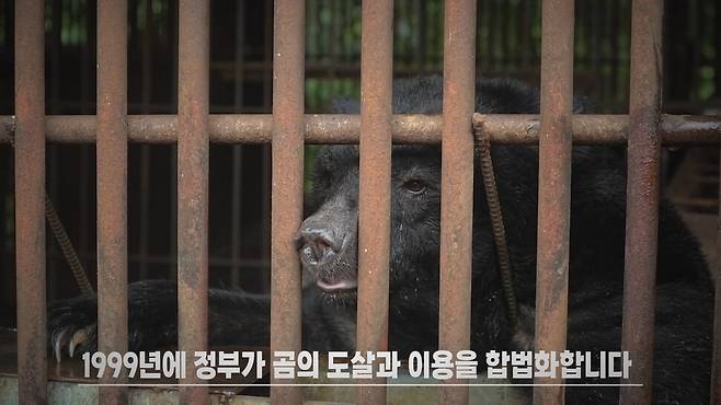 뜬장에서 사육되고 있는 반달가슴곰3. <디스커버리> 화면 갈무리.