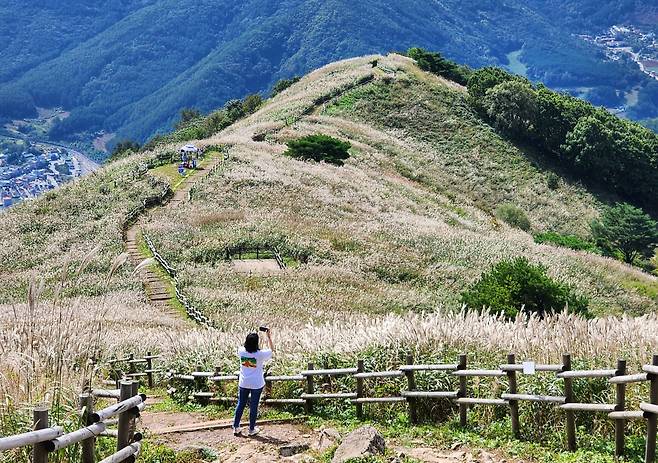 2023년 9월 하순의 민둥산 정상 억새 물결은 약간 초록빛이 감돈다. 몇몇 억새는 초록에서 은빛으로 변하기 전 색깔인 보랏빛을 띠기도 한다. [민둥산=함영훈 기자]