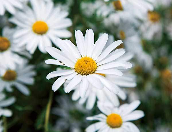구절초. 노란 수술과 암술이 무성한 통꽃 다발, 그 주위를 빙둘러 나있는 하얀 설상화. 구절초의 꽃은 두상화서인 국화꽃의 진수를 보여 준다.