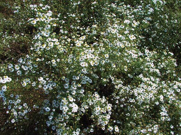 미국쑥부쟁이. 외래종인 미국쑥부쟁이나 개망초 역시 국화꽃의 전형을 보여주며, 우리 주변의 흔한 들국화가 되어가고 있다.