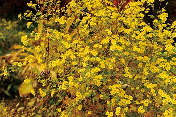 노란색 감국은 보라색 들국화가 가지지 못한 향기를 가지고 있다. 산의 가장자리에 노랗게 번지고 있는 산국과 감국 역시 우리 가을의 소중한 들국화 무리다.