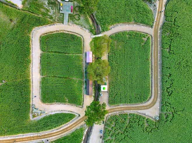 책 모양으로 꾸민 메밀밭 풍경 [사진/백승렬 기자]