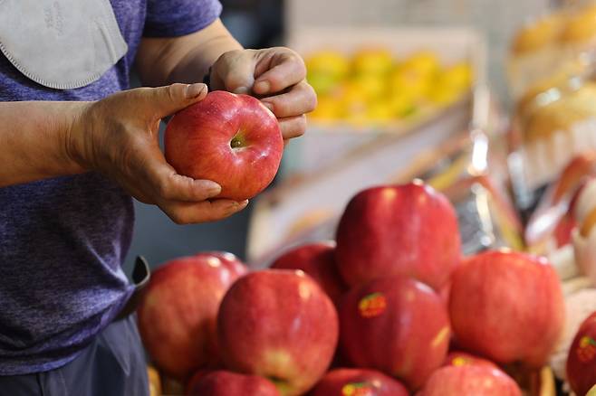 각종 물품에 대한 가격정보를 제공하는 한국물가정보는 일조량 부족과 과육이 썩는 탄저병 등으로 사과값이 크게 올랐다고 밝혔다. 사진은 지난 13일 서울 재래시장에 진열된 사과./연합뉴스