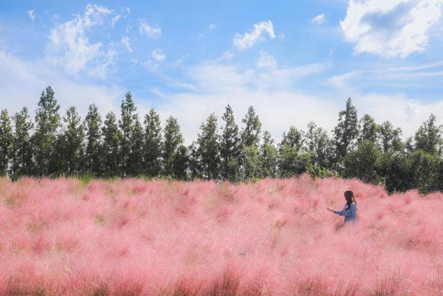 제주 서귀포 한라산 중턱의 '휴애리' 자연생활공원에 핑크뮬리가 분홍 꽃물결처럼 일렁거리고 있다. 휴애리 제공