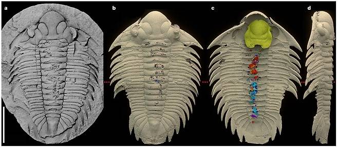 삼엽충 '보헤몰리차스 인콜라' 화석 내부 및 내용물 보헤리차스 인콜라 화석 몰드(a), 화석의 등쪽(b), 배쪽(c), 왼쪽 측면(d) 스캔 모형. 외골격은 크림색, 입언저리는 금색, 소화관 내용물은 빨간색과 파란색으로 표시. [Petr Kraft et al./Nature 제공. 재판매 및 DB 금지]