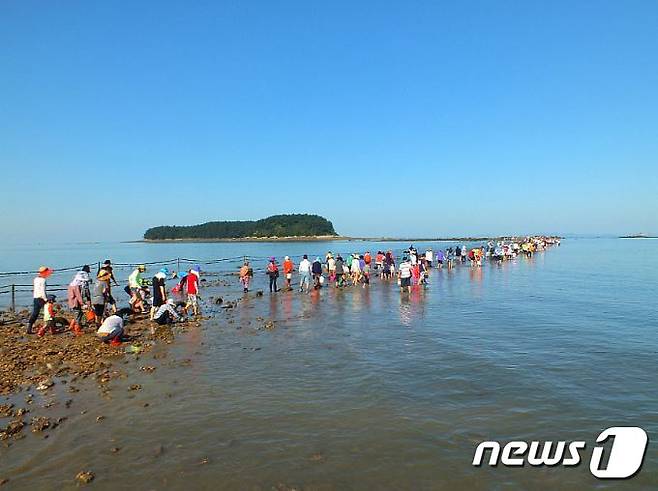 무창포 신비의 바닷길. /뉴스1