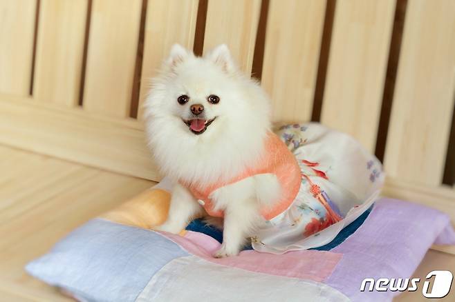 한복 입은 강아지(사진 이미지투데이) ⓒ 뉴스1