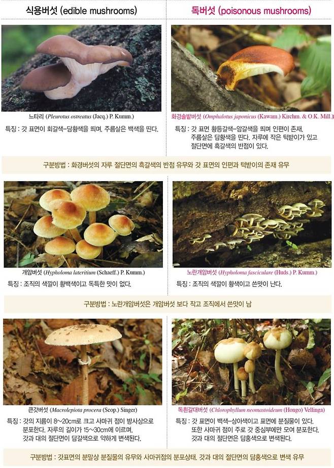 [세종=뉴시스] 가을철 발생하는 주요 식용버섯과 독버섯 비교. (사진=농촌진흥청 제공) *재판매 및 DB 금지