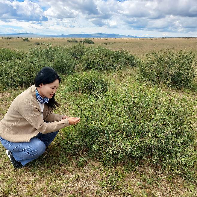 푸른아시아 활동가 헝거르졸 씨가 초원에서 자라는 하르간을 살펴보고 있다. 하르간은 사막화가 진행된 땅에서 자라는 사막화 지표 식물이다. ⓒ시사IN 이오성