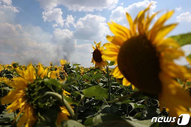 우크라이나 도네츠크주(州) 드루즈키우카 마을 인근의 해바라기 밭. 2023.08.04/뉴스1 ⓒ AFP=뉴스1 ⓒ News1 김민수 기자