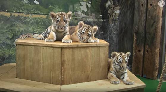 2013년 6월 서울대공원에서 태어난 시베리아 호랑이 선호, 수호, 미호. 〈사진 = 서울대공원 유튜브〉