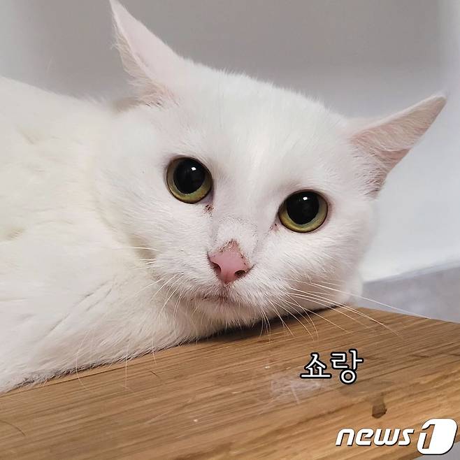새 가족을 기다리고 있는 고양이들(나비야사랑해 제공) ⓒ 뉴스1