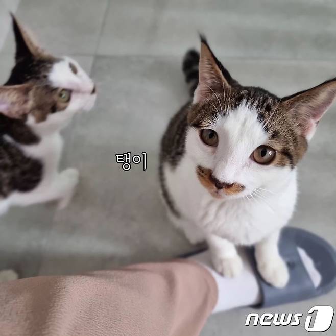 새 가족을 기다리고 있는 고양이들(나비야사랑해 제공) ⓒ 뉴스1