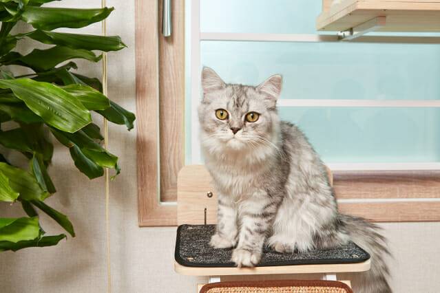 고양이(제공=이미지투데이)