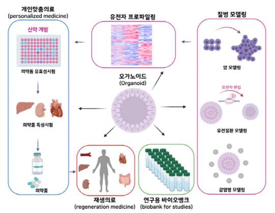 오가노이드의 주요 응용 분야. <자료: 한국의약품안전관리원 첨단바이오 포커스>