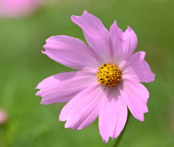 코스모스의 여덟 장의 꽃잎은 씨앗을 맺지 못하는 ‘가짜 꽃’입니다. 진짜 꽃은 가짜 꽃 안쪽 가운데에 촘촘히 박힌 별을 닮은 작은 꽃들입니다. 벌이나 나비 등 곤충이 가짜 꽃에 이끌려 다가왔다가 무수한 별을 품은 우주에 빠져들어 꽃가루받이 역할을 하게 됩니다.