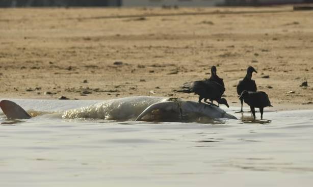 브라질 아마존강 인근에서 멸종위기종인 아마존강돌고래(분홍돌고래) 100여 마리가 집단 폐사한 채 발견됐다. 사진=가디언