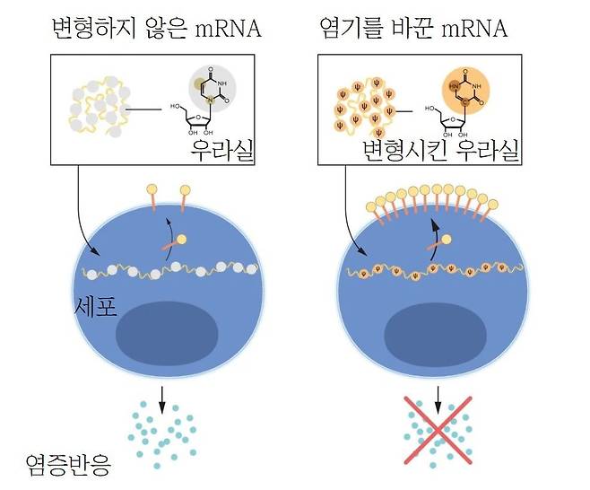 이번 노벨 생리의학상 수상자들은 바이러스의 유전체 일부(mRNA)를 세포 속에 넣어 부작용이 거의 없이 원하는 곳까지 배달하는 핵심 기술을 개발했다. 특히 mRNA의 염기를 변형해 세포에 넣으면 부작용(염증반응) 없이 훨씬 효율적으로 면역반응을 유도한다는 사실을 알아냈다./© The Nobel Committee for Physiology or Medicine. Ill. Mattias Karlén