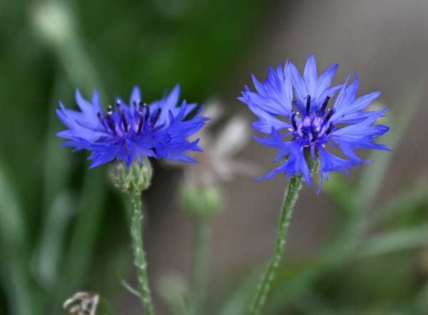 수레국화는 가지 끝에 한 송이씩 달리는 꽃의 모양이 수레바퀴처럼 보여 ‘수레국화’라는 이름을 가지게 되었습니다.