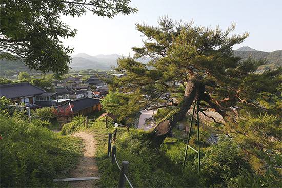 경남 함양의 ‘명가원’은 오랜 전통의 솔송주를 빚어 만든다. 명가원이 자리 잡은 개평한옥마을 일대의 풍경도 함께 즐길 수 있다. (연합뉴스)