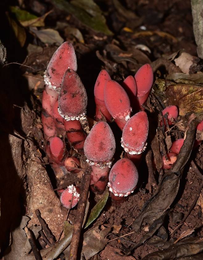 사진=발라노포라과 (Balanophoraceae)에 속하는 기생 식물. (Credit: Ze Wei, Plant Photo Bank of China, Nature Plants)