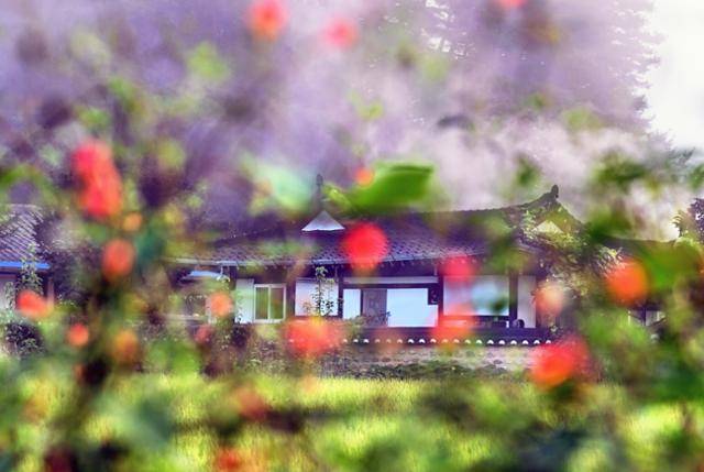 추석을 앞둔 경북 봉화군 닭실마을에 날이 밝아왔다. 새벽안개가 가득한 논에는 벼가 익어가고 아담한 기와집 굴뚝에는 연기가 모락모락 피어나며 정감 어린 고향풍경을 만들어 내고 있다. 봉화=왕태석 선임기자