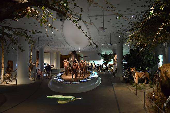 The "Great Walk of Evolution" section in Jeongok Prehistory Museum's main exhibition hall (Kim Hae-yeon/ The Korea Herald)