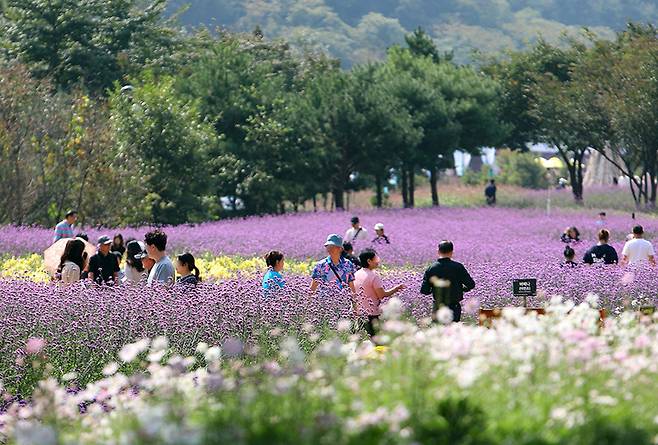 지난 9월 29일 강원 인제군 북면 용대관광지 일대에서 열린 ‘가을꽃축제’에서 관광객들이 꽃길을 걸으며 추억을 쌓고 있다. (사진=저작권자(c) 연합뉴스, 무단 전재-재배포 금지)