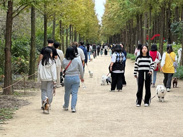 반려견들이 산책길에서 제각각 걷는 모습.