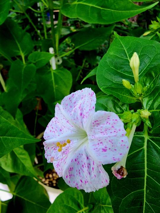 흰색 바탕에 빨간 점이 있는 분꽃. 분꽃은 한 뿌리에서 올라온 줄기에 여러가지 색상의 꽃이 피는 것은 물론이고, 심지어는 한 꽃에서도 두가지 색이 반쪽씩 나뉘어 피는 경우도 있다. 7월27일 서울 종로구 인사동 촬영