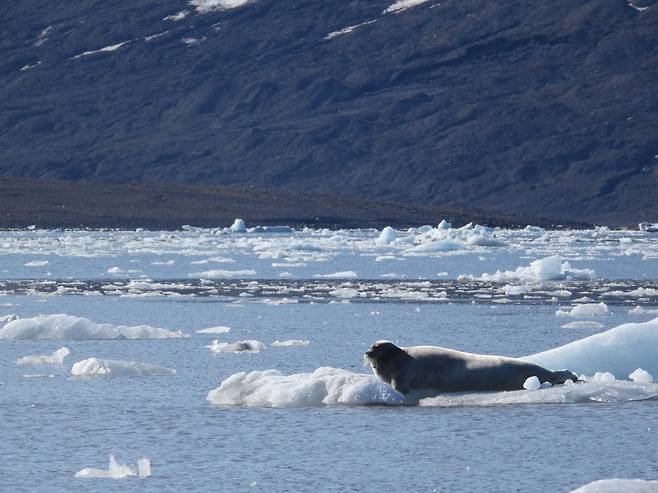지난 7월 진관우 작가가 북극에서 본 턱수염물범의 모습. 녹아가는 빙하 위에 턱수염물범이 위태롭게 엎드려 있다. /진관우 작가