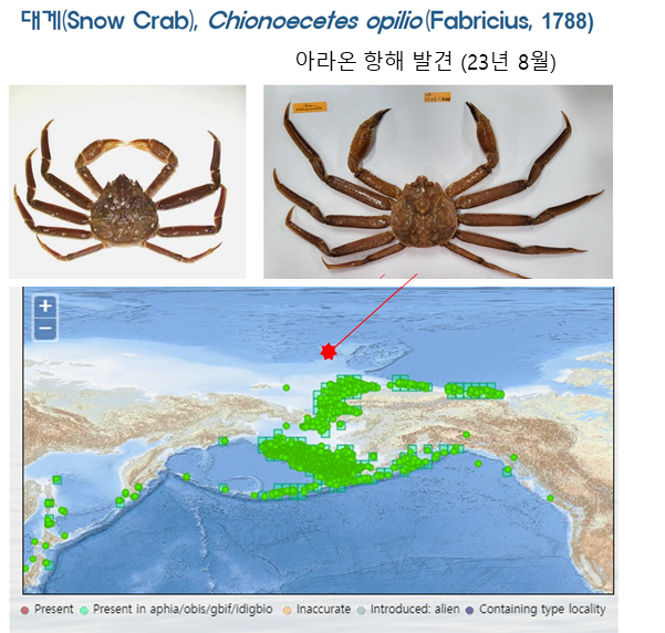 이번 해양조사를 통해 잡힌 대게 성체(Snow crab) 사진과 포획된 위치(지도). 극지연구소 제공
