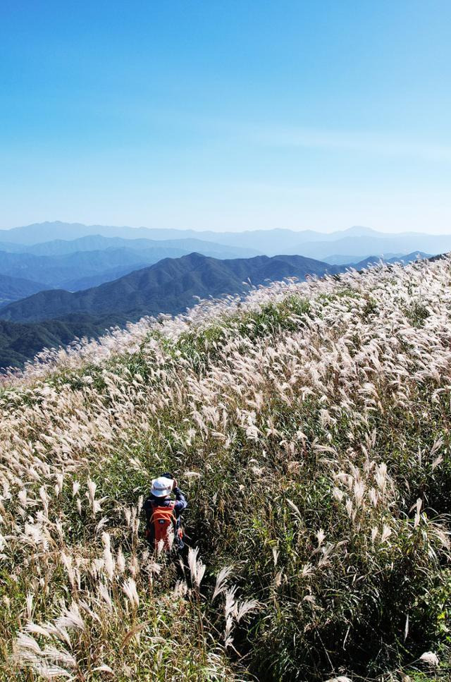 장안산 능선에 오르면 시야가 확 트이고 새하얀 억새 물결 너머로 웅장한 지리산 산줄기가 이어진다.