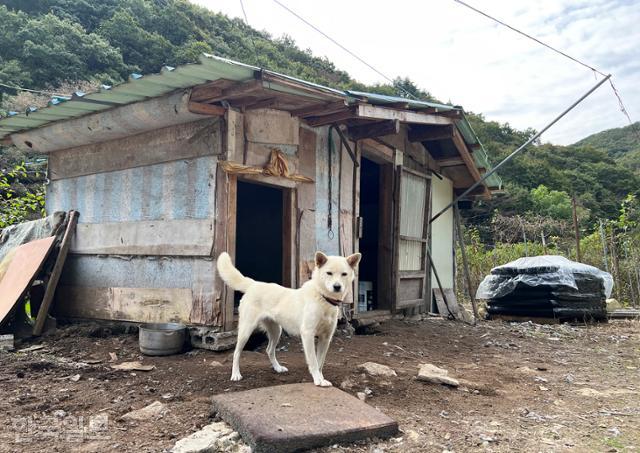 지실가지마을 입구 곰순네 집에서 백구 한 마리가 낯선 방문객을 관찰하고 있다.