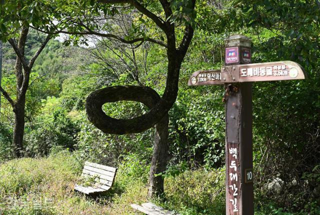 지실가지마을 입구에 똬리를 튼 참나무 한 그루가 자라고 있다.