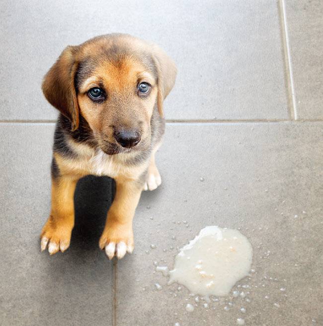 반려견이 구토를 하는 원인은 매우 다양하다. [GETTYIMAGES]