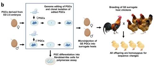 조류 인플루엔자 부분 저항성 닭 생산 과정  병아리 배아 혈액에서 수컷과 암컷의 원시생식세포(PGC)를 추출해 편집하고, 유전자 편집(GE) PGC를 이용해 병아리를 부화시켰다. 부화한 GE 병아리를 키워 교미시킨 결과 이들의 계란에서 태어난 병아리들은 조류 인플루엔자 저항성 유전자를 가진 것으로 확인됐다. [Alewo Idoko-Akoh et al/Nature Communications 제공. 재판매 및 DB 금지]