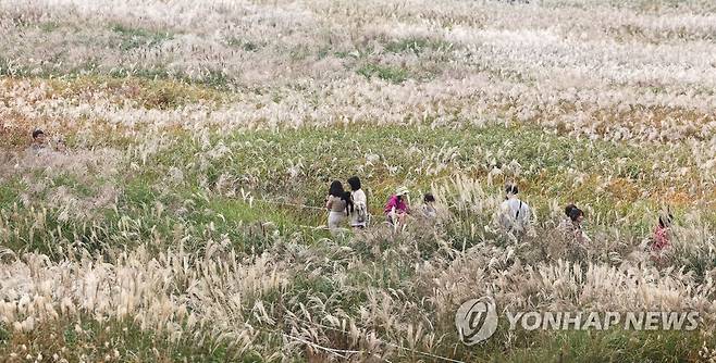 지난해 열린 서울억새축제 모습 [연합뉴스 자료사진]