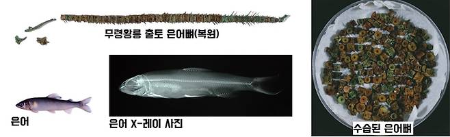 무령왕릉에서는 제사상에 올린 것으로 보이는 3마리분의 은어뼈가 확인됐다.  은어는 맛이 담백하고 비린내가 나지 않으며, 살에서 오이향 또는 수박향이 난다. 예부터 왕실 진상품이었다. |국립공주박물관 제공