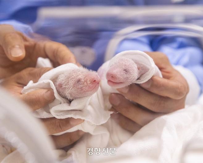 생후 5일차 쌍둥이 아기 판다 첫째 루이바오(좌), 둘째 후이바오(우) /에버랜드 제공