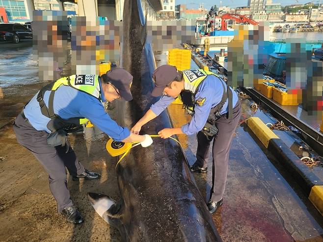 속초해양경찰서 소속 경찰관이 12일 그물에 걸려 죽은 채 발견된 밍크고래를 살펴보고 있다. 속초해양경찰서 제공