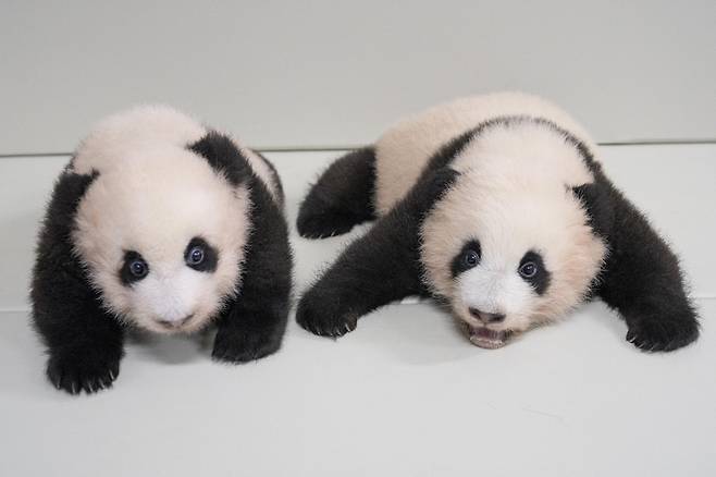 쌍둥이 아기 판다인 첫째 루이바오(왼쪽), 둘째 후이바오 [삼성물산 제공]