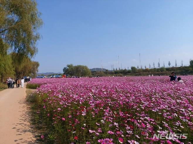 창릉천 코스모스 축제. (사진=고양시 제공)