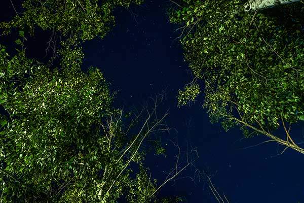 하이힐링원 자작나무숲에서 본 야경.